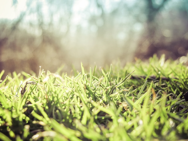 William: Small Green World