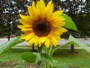 Sunflower, close up.